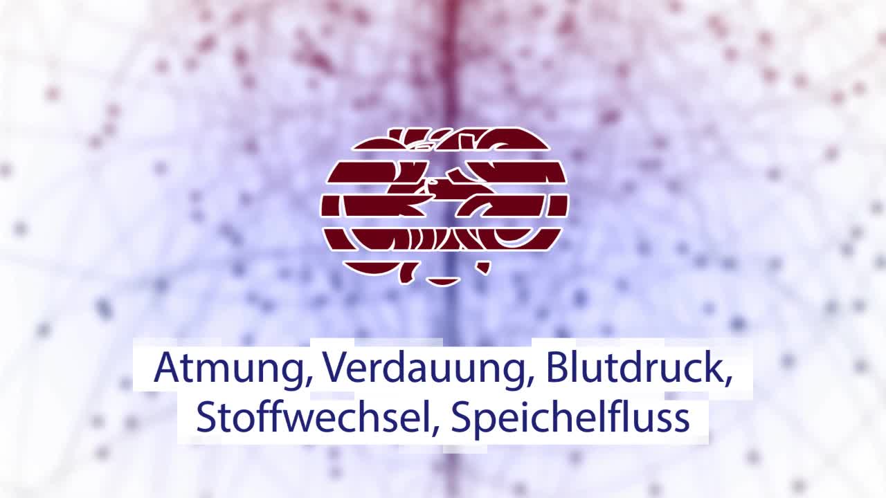 VNS-Analyse
