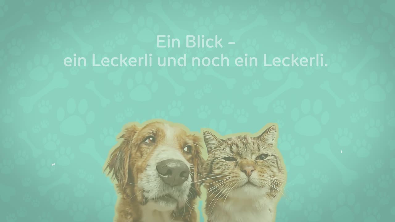 Übergewicht Hund / Katze
