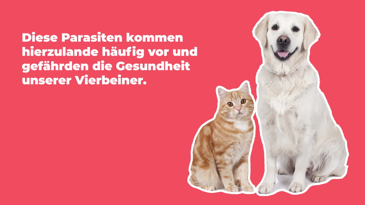 Entwurmung Hund / Katze